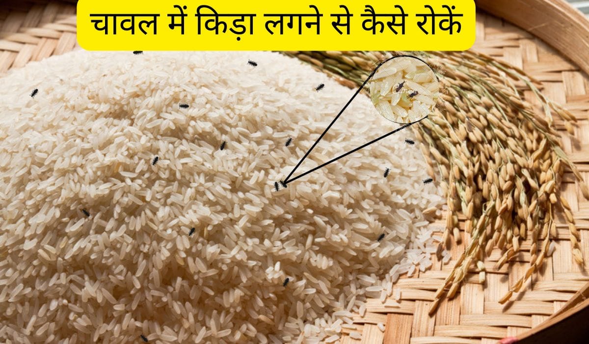 chawal me kida lagne se kaise roke